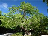 Reserva Natural las Cabezas de San Juan - FAJARDO